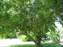 Image result for Clerodendrum lutambense