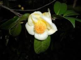 Image result for Theaceae