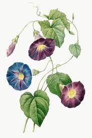 Star Glory Morning Glory Transparent Png Premium Image By Rawpixel Com Aom Woraluck Morning Glory Tattoo Morning Glory Flowers Flower Illustration