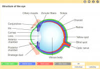 The eye has several major components: Structure Of The Eye Longitudinal Section The Siemens Stiftung Media Portal