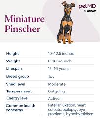 Image result for miniature pinscher