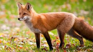 Fox Spiritual Meaning and Symbolism - Parade