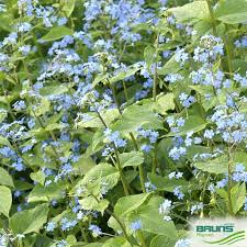 Image result for Omphalodes verna
