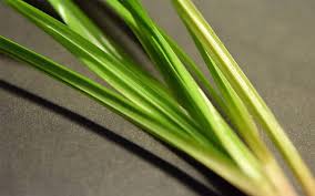 Do you know how to fertlize and water umbrella papyrus? Egyptian Papyrus In The Home Aquarium Aquarium In The House