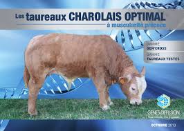Maisons et appartements à vendre : Les Taureaux Charolais Optimal A Muscularite Precoce By Genes Diffusion Issuu
