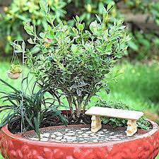 How to start a miniature garden. Start Your Own Miniature Garden Business Includes Complete Miniature Garden Plants Miniature Garden Mini Garden