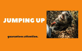 Even if the stranger doesn't reward their jumping (as you have instructed), the dog might still feel it has a good chance to. How To Stop Your Dog From Jumping Up Spiritdog Training