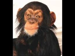 Video Happy Birthday Song For Brother Funny Happy Birthday Song Monkeys Sing Happy Birthday Youtube Funny Happy Birthday Song Happy Birthday Brother Happy Birthday Song