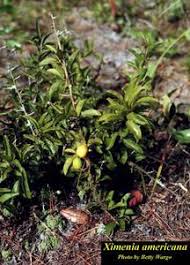 Image result for Ximenia americana