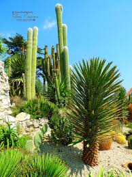 Jardin Botanique D Eze Eze Village France Nikon Coolpix B700 4 3mm 1 1000s Iso100 F 3 3 Hdr Photography 201808191441 Eze Jardinbotanique