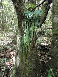 Image result for Vittaria reekmansii