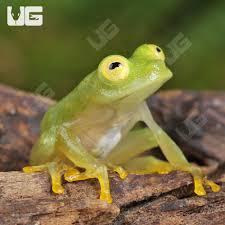 Image result for glass frog
