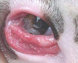 Thelaziasis Wikipedia