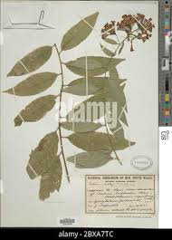 Image result for Cestrum × cultum