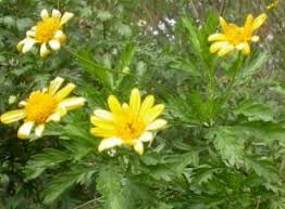 Image result for Euryops chrysanthemoides