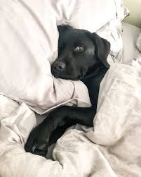 Schlafen Im Bett Der Eltern In 2020 Hundebabys Babyhunde Susse Tiere