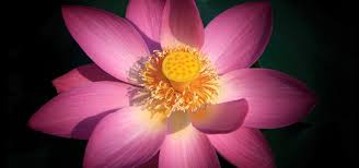 Steps for sexual reproduction in plants. Parts Of A Flowering Plant Quiz