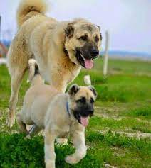 kangal ve kangal yavrulari kopek resimleri kangal kopegi kopek buyuk kopek irklari
