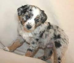 We currently have four mini puppies for sale, they are great quality, parents have excellent confirmation and wonderful we are looking for a miniature australian shepherd stud for our augi (mini aussie/corgi) female. Corgi Mini Aussie Mix For Sale Petsidi