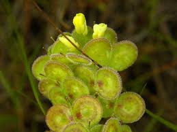 Image result for Oreophyton falcatum