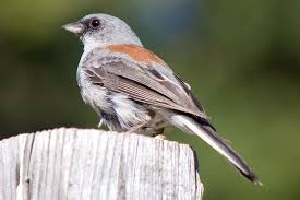 Black Bird With Red Head And White Chest A Fun Photo Gallery Of Juncos Grey Chests Bird Species Pale White