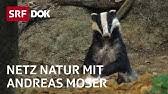 Die landwirtschaft ist heute wesentlich produktiver, weil man z.b. Landwirtschaft Ohne Pestizide Netz Natur Mit Andreas Moser Doku Srf Dok Youtube