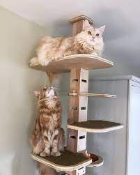 Pin On Elevation Cat Tower