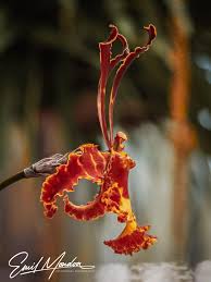 Image result for Orthochilus euanthus