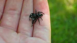 The katipo is the native poisonous spider and it belongs to the same family as the black widow of the us, and the red back of australia. Adult Male Phidippus Audax Jumping Spider Youtube