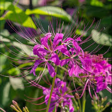 Image result for Cleome spinosa
