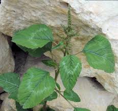 Image result for Amaranthus viridis