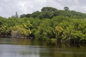 Picture Of Levera Pond And Surrounding Mangrove Swamp Are Rich In Birdlife Grenada Americas Mangrove Swamp Mangrove Swamp