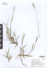 Image result for Sacciolepis indica