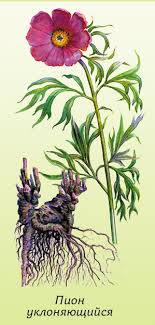 как приготовить настойку из цветков пиона в домашних условиях Fitoterapiya Pion Lekarstvennyj