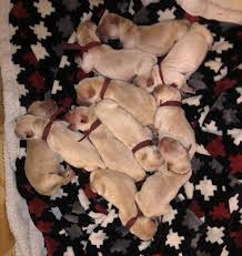 If you are unable to find your golden retriever puppy in our puppy for sale or dog for sale sections, please consider looking thru thousands of golden retriever dogs for adoption. Light American English Cream Golden Retriever Puppies Facebook
