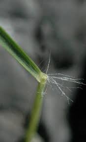 Image result for Stipagrostis uniplumis