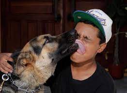 Why Does My Chihuahua Puppy Insist On Licking Me At Bedtime