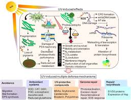 He takes our temperature and our pulse. Resilience And Self Regulation Processes Of Microalgae Under Uv Radiation Stress Sciencedirect