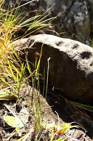 Image result for Schizaea pectinata