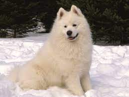 if i had a samoyed dog i would be ecstatic they are always happy and smiling samoyed dogs snow dogs samoyed