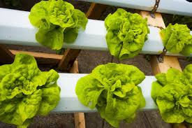 Check spelling or type a new query. Hydroponic Lettuce Plant Spacing Aquaponic