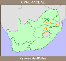 Image result for Cyperus rigidifolius