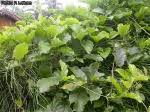 Image result for Mondia ecornuta