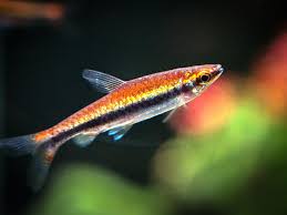 Full sized adults, mixed males and females. Suikei Species Spotlight Red Beckfords Pencilfish Facebook