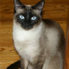 Use the search tool below and browse adoptable siamese! Siamese Cats Katzen Katzen Fakten Schonen Katzen