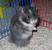 Panda Bear Teddy Bear Hamster