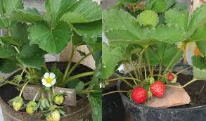 Metode & cara menanam tanaman buah dalam pot sebenarnya bukan hal baru, konon metode tabulampot sudah ada sejak tahun 1970 atau sekitar 45 tahun yang lalu. Cara Menanam Strawberry Di Pot Mudah Dan Cepat Berbuah