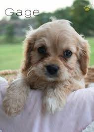 And don't forget the puppyspin tool, which is another fun and fast way to search for cavapoo puppies for sale in ohio, usa area and cavapoo dogs for adoption in. 24 Puppies Ideas Puppies Cavapoo Puppies For Sale Lancaster Puppies