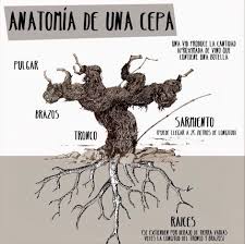 91 yorum, makale ve 1.270 resme bakın. Partes De La Cepa
