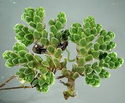 Image result for Azolla filiculoides